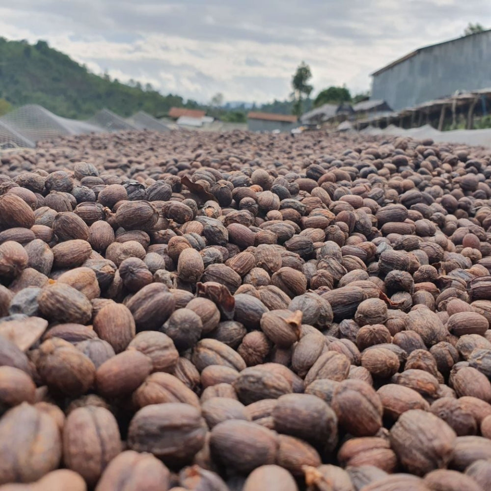 Fair Trade Bio ziarna kawy Etiopia Sidamo 250 g